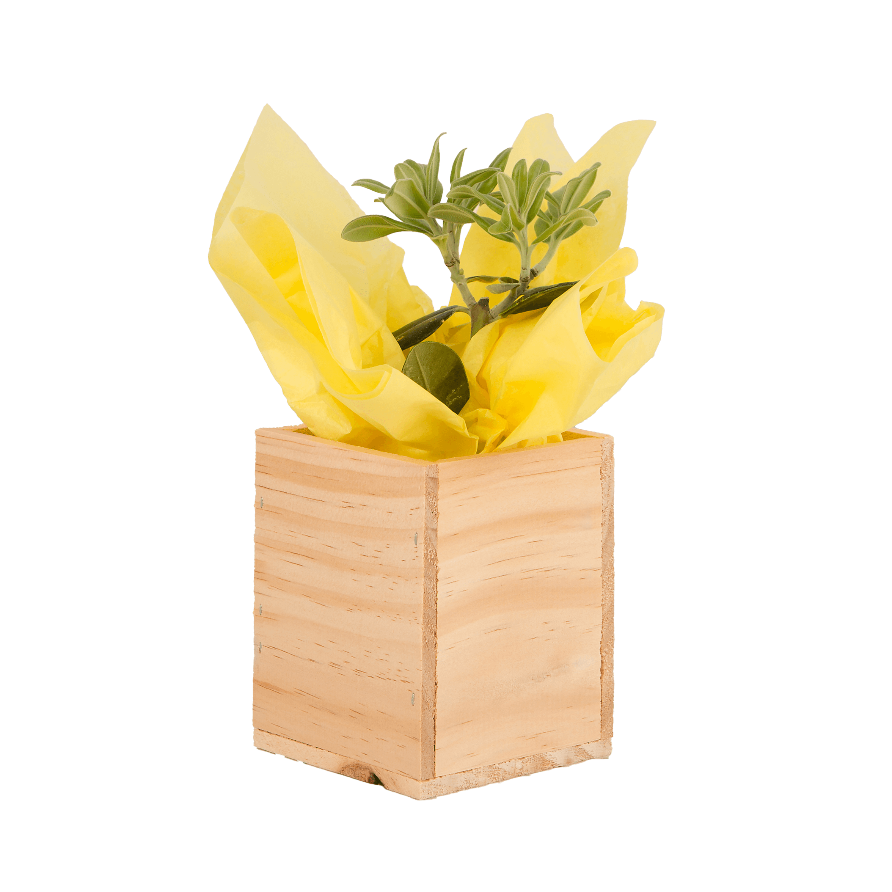 Pohutukawa Baby Tree