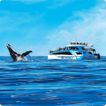 Whale Watching Cruise 2.5 Hours