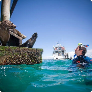 Cruise and Snorkel with Seals 2 Hours