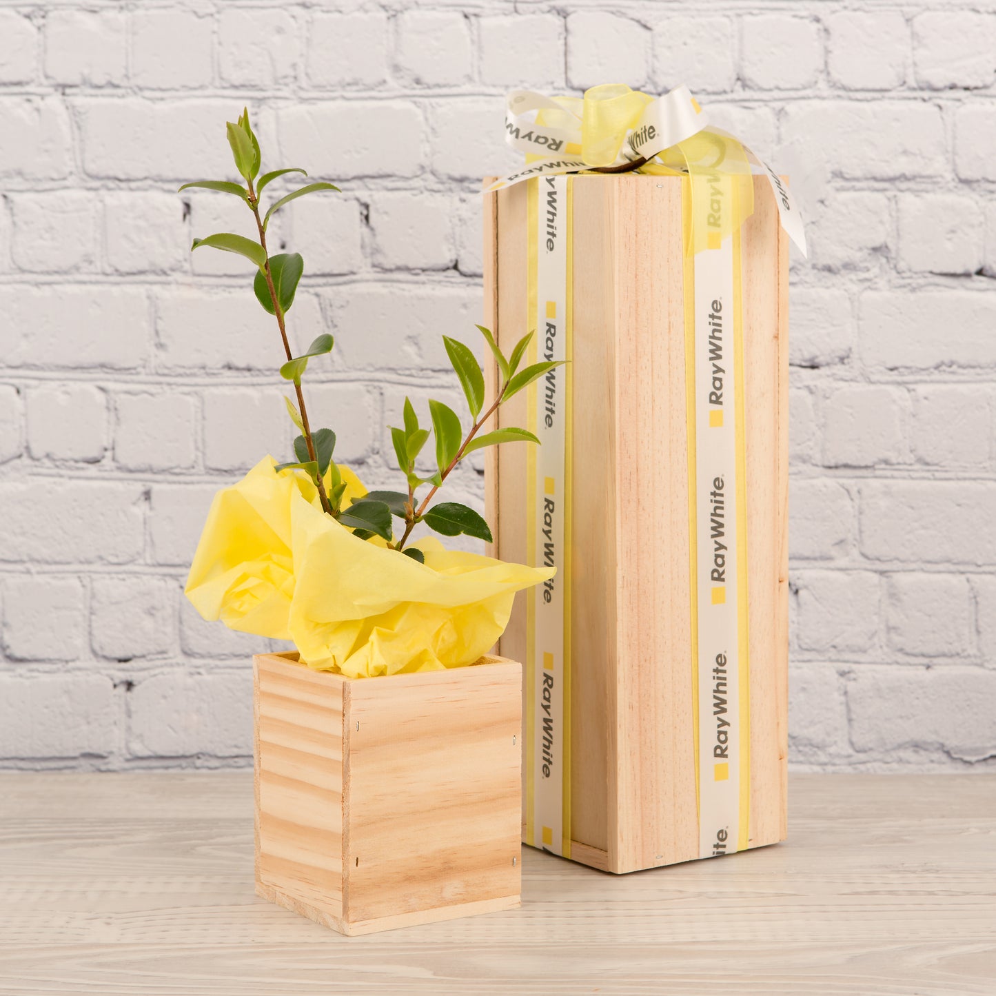 The Ray White Single Tree Gift